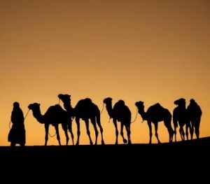 Paseo en camellos merzouga 2 Noches en el Desierto
