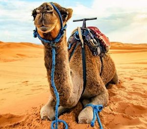 Viaje de 5 dias desde Fez al Desierto y Marrakech