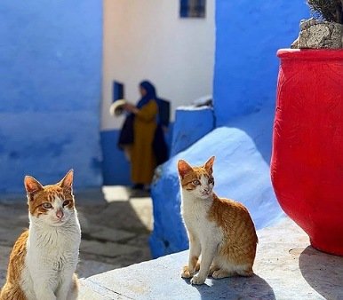 Tour 1 dia a Chefchaouen desde Tánger Tour 1 dia a Chefchaouen desde Tánger