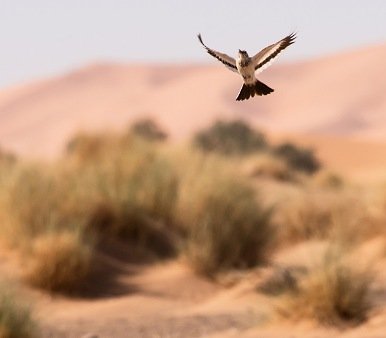 Viaje ornitologico a Marruecos Observación de aves en el desierto